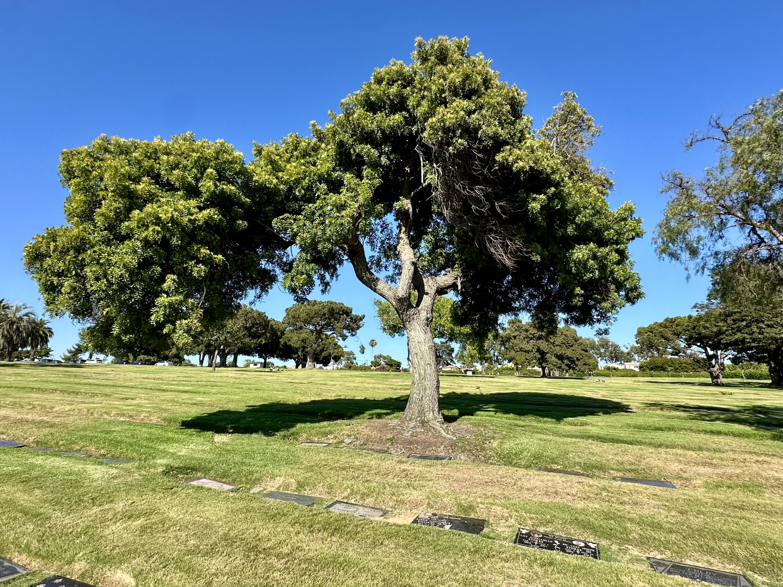 El Sereno Two Adjacent Double Graves (4 spaces)