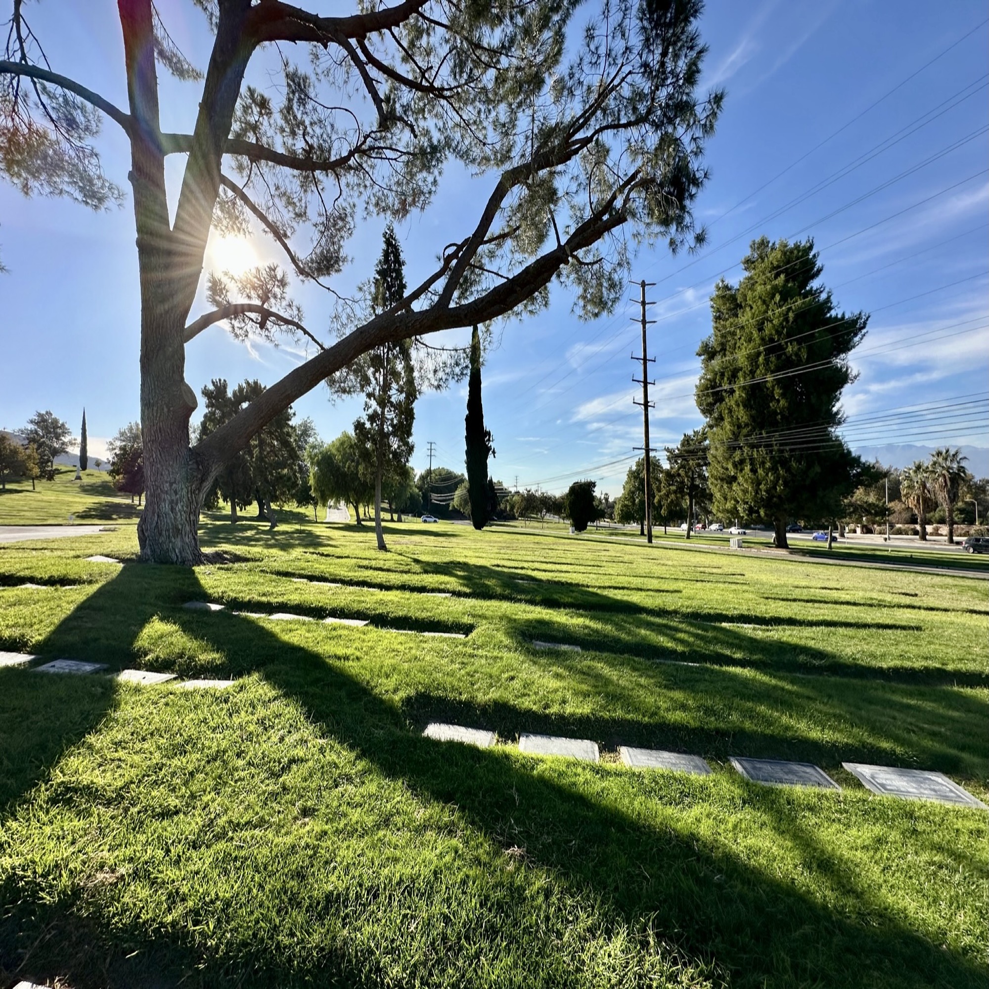 Grave space in Iris Lawn