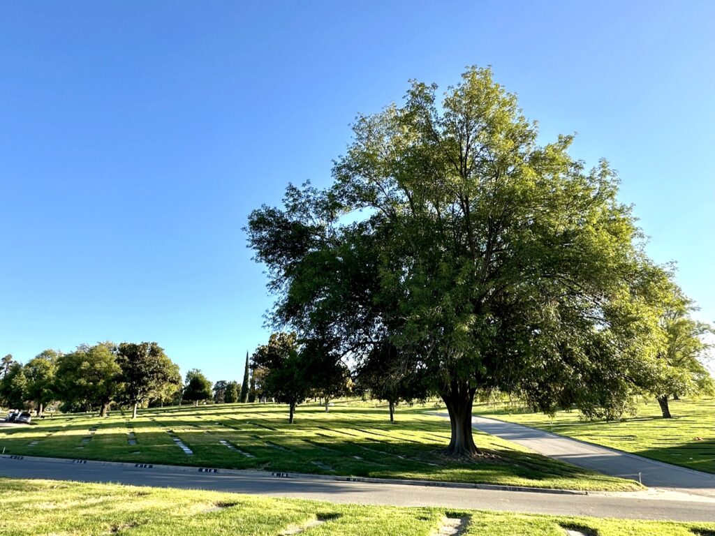 Magnolia, Montecito Memorial Park