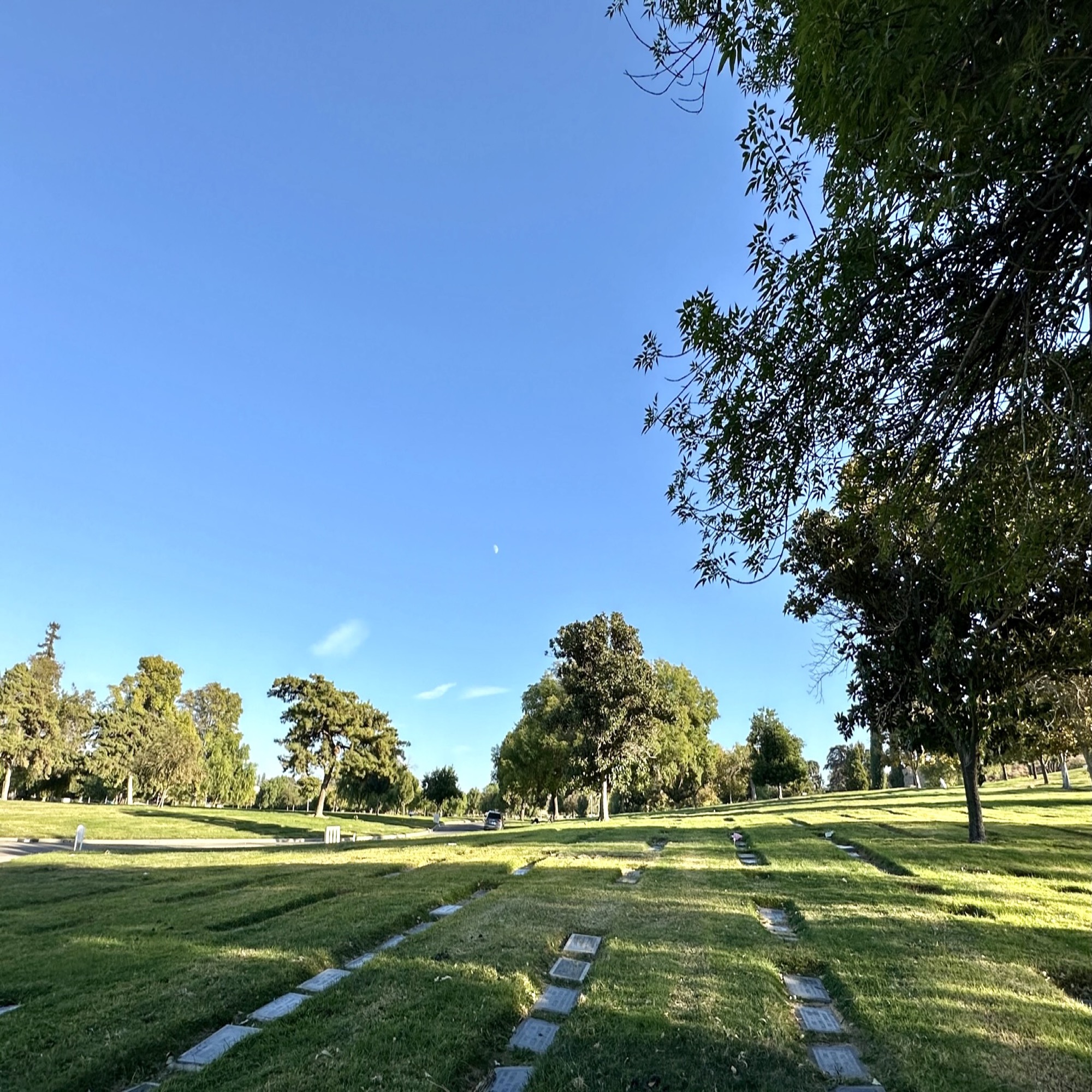 Grave space in Magnolia Lawn