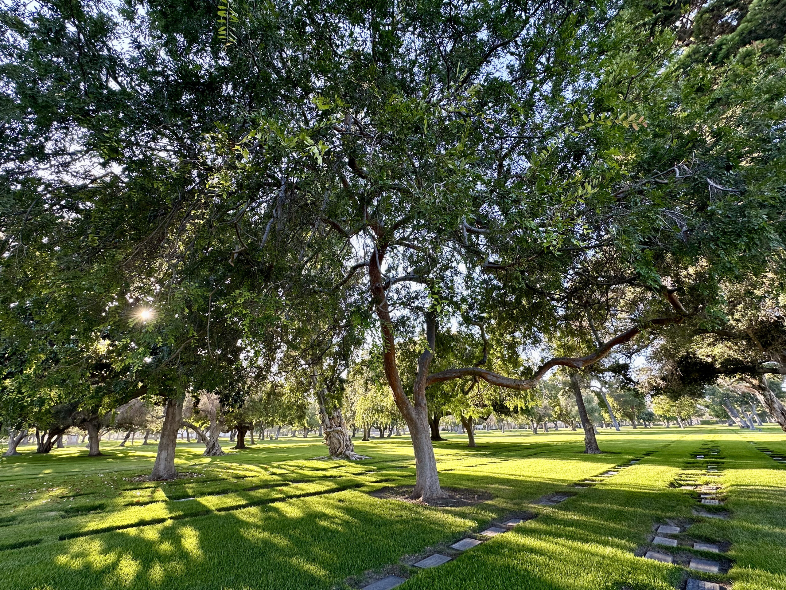 Grave space in Oaks Section