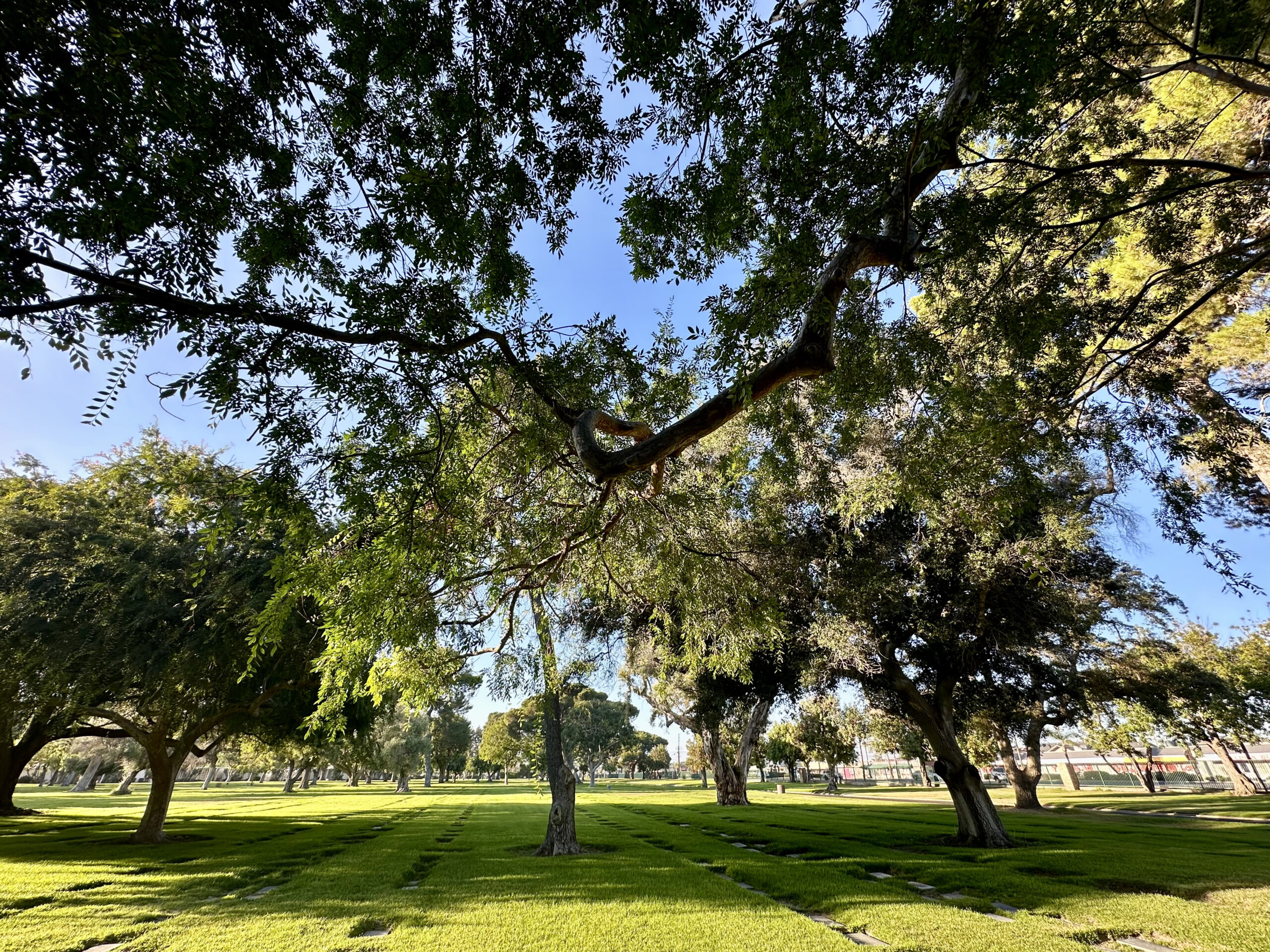 Three grave spaces in Garden of Oaks