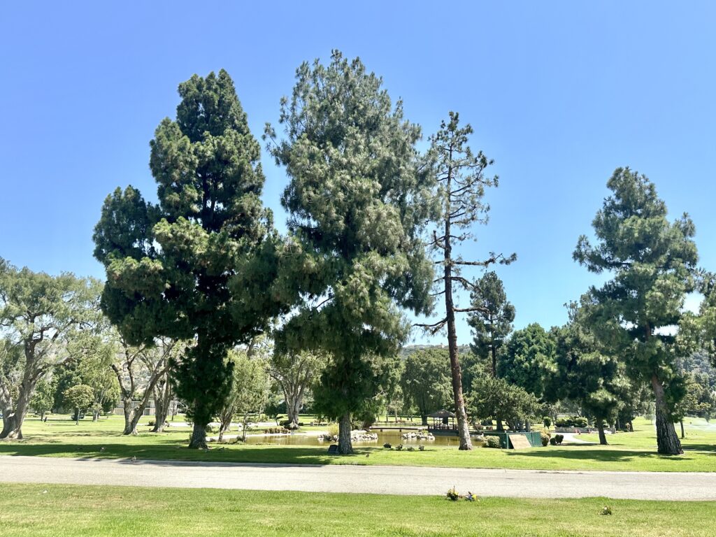 Lilac, Rose Hills Memorial Park