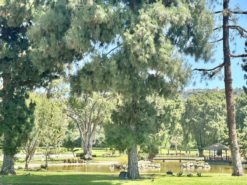 Lilac view towards Lake of Roses, Rose Hills Memorial Park