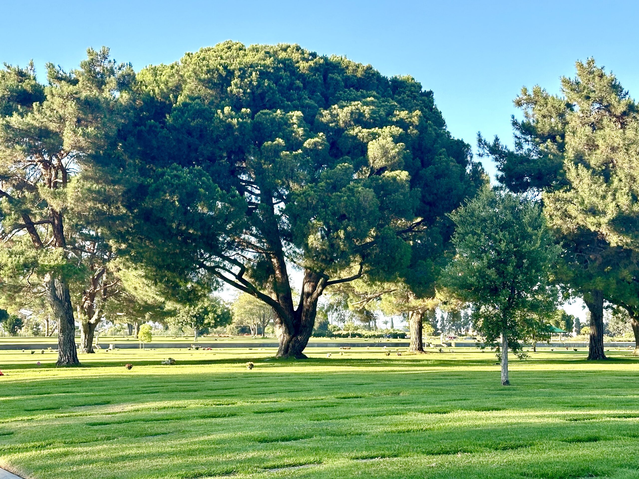 Grave space in Sheltering Trees