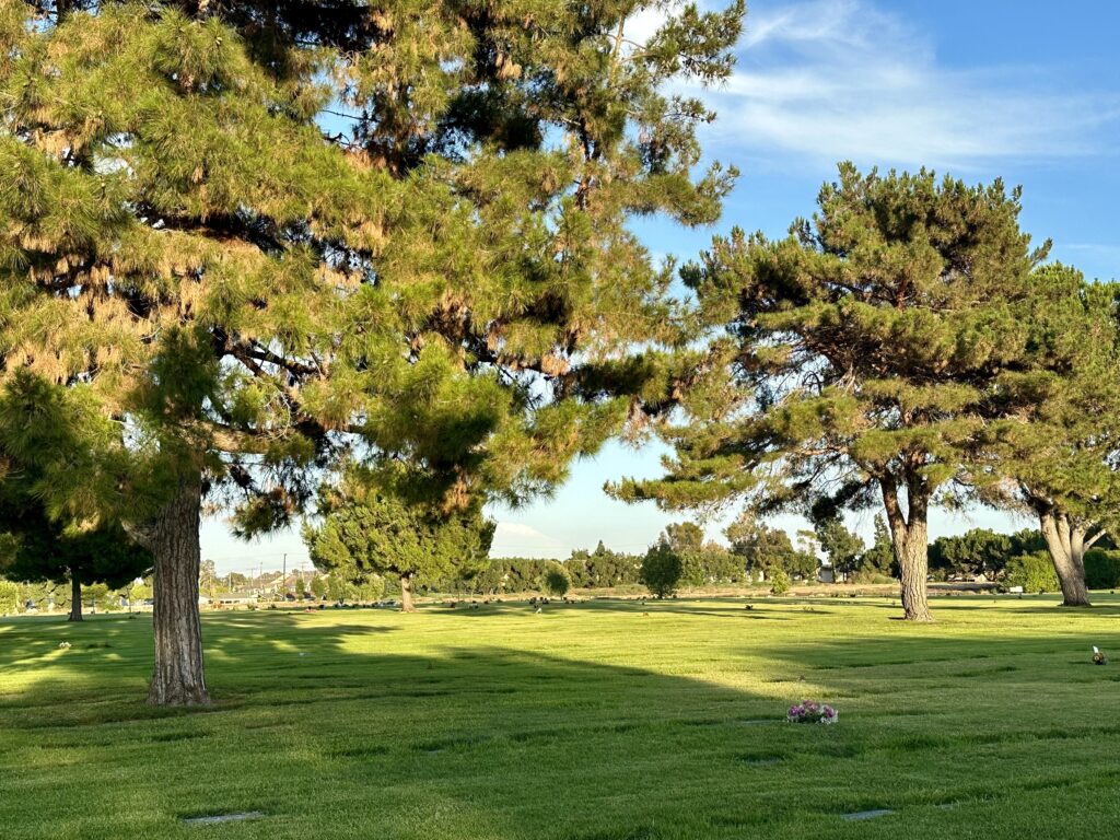 Constant Love, Forest Lawn Cypress