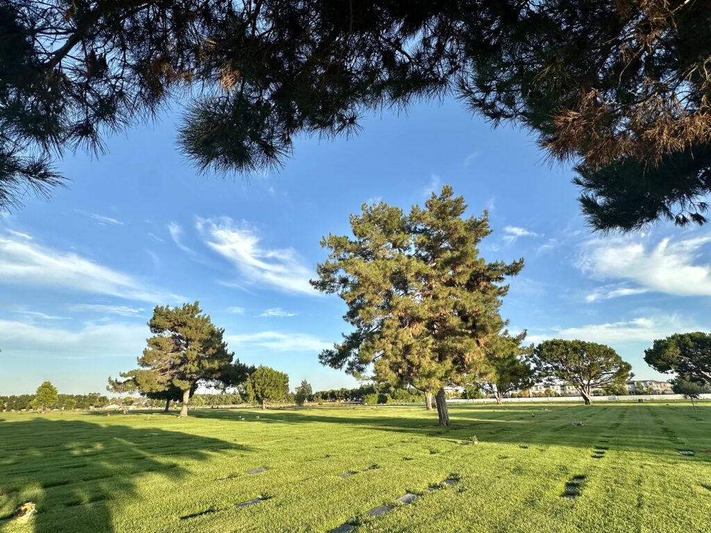 Constant Love, Forest Lawn Cypress