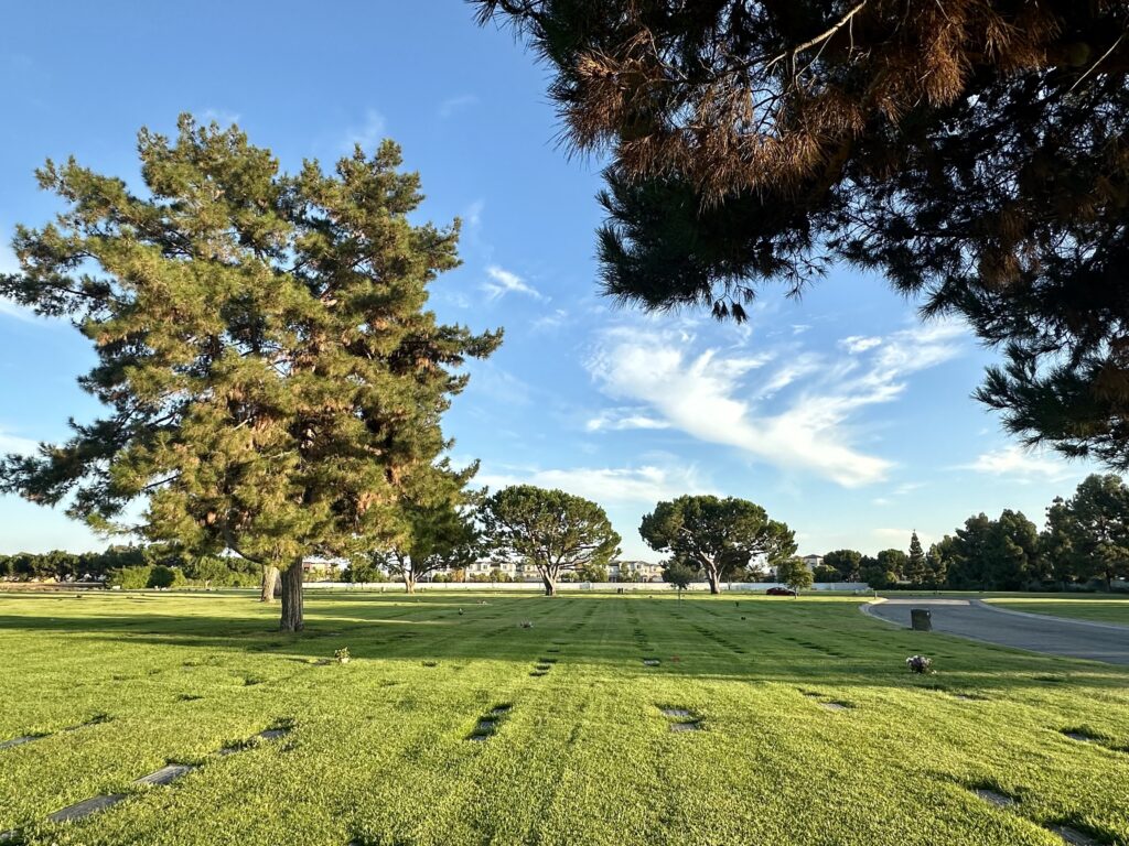 Constant Love, Forest Lawn Cypress