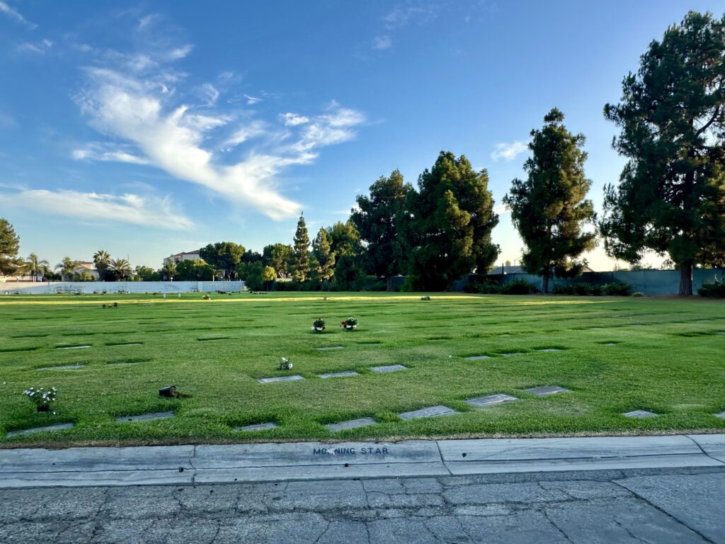 Morning Star, Forest Lawn Cypress