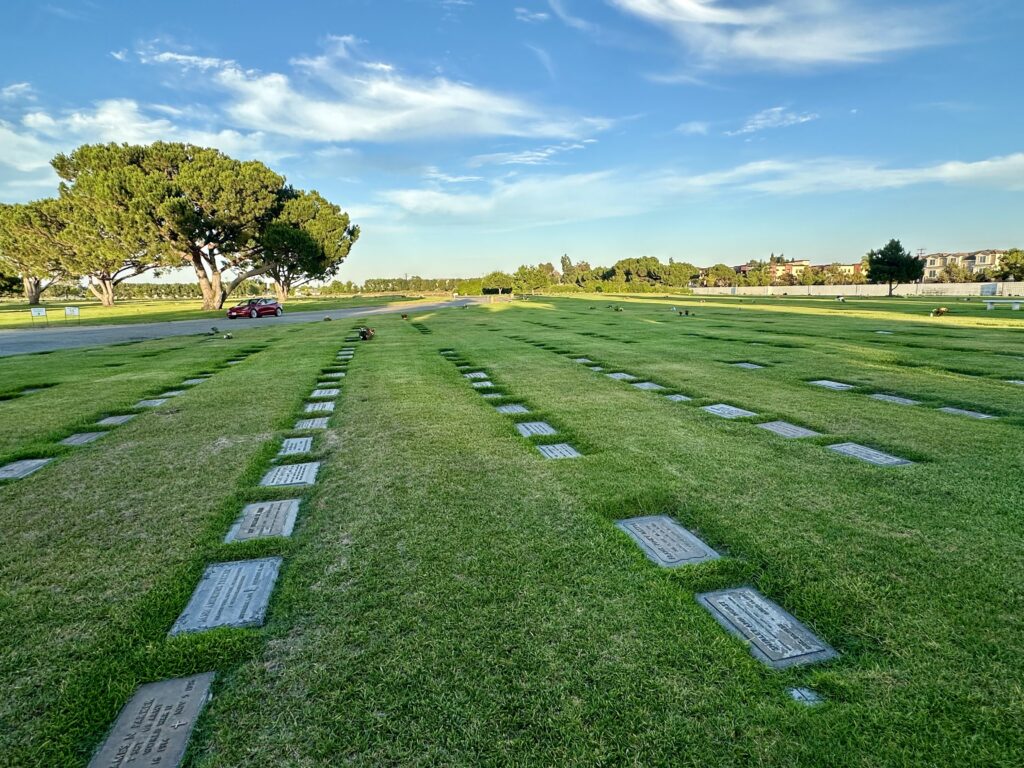 Morning Star, Forest Lawn Cypress