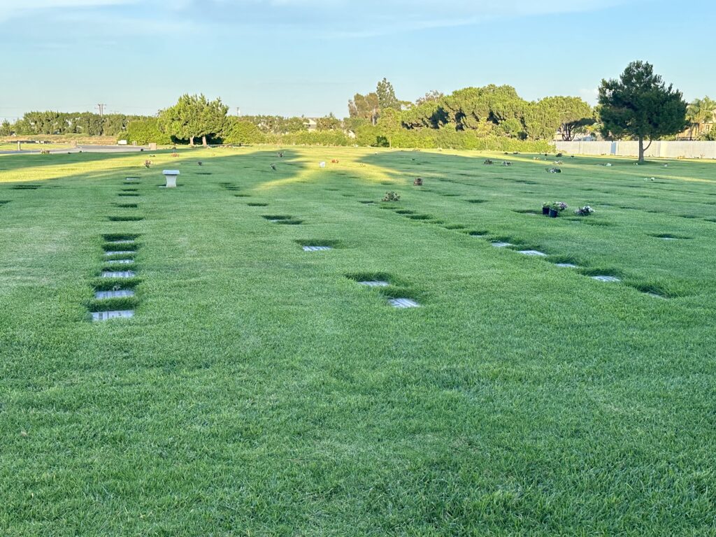 Morning Star, Forest Lawn Cypress