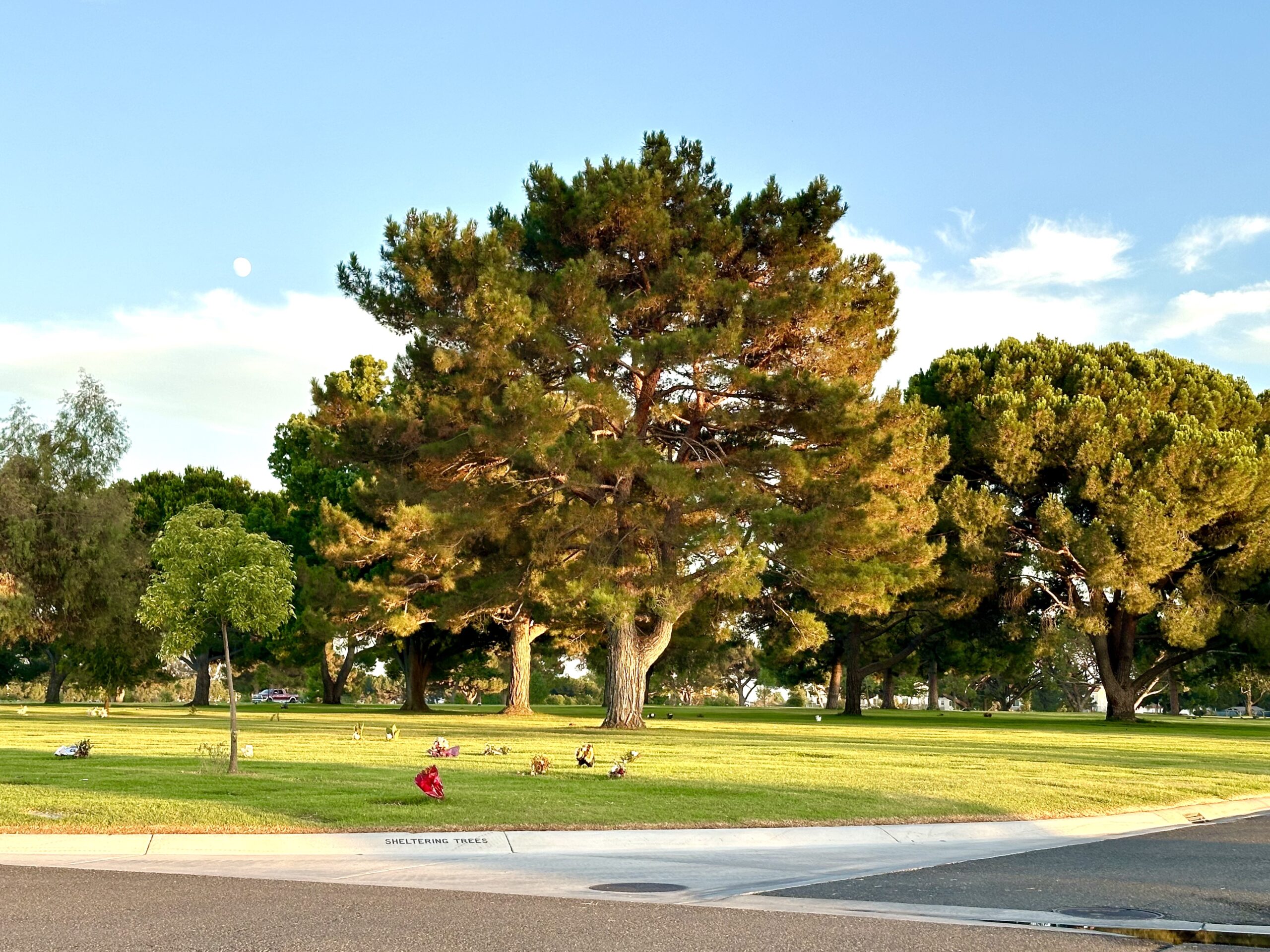 Two adjoining grave spaces in Sheltering Trees