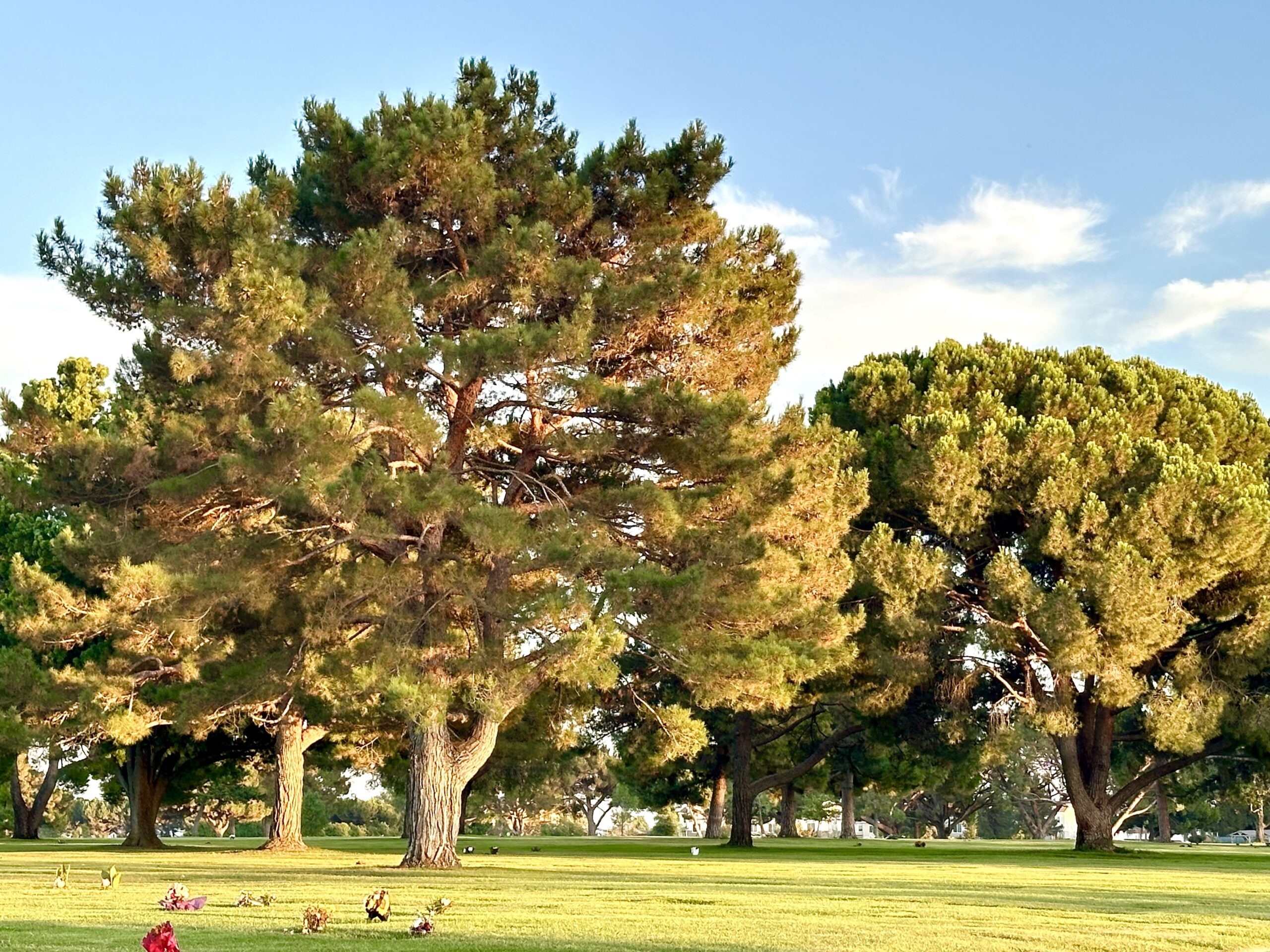 Grave space in Sheltering Trees