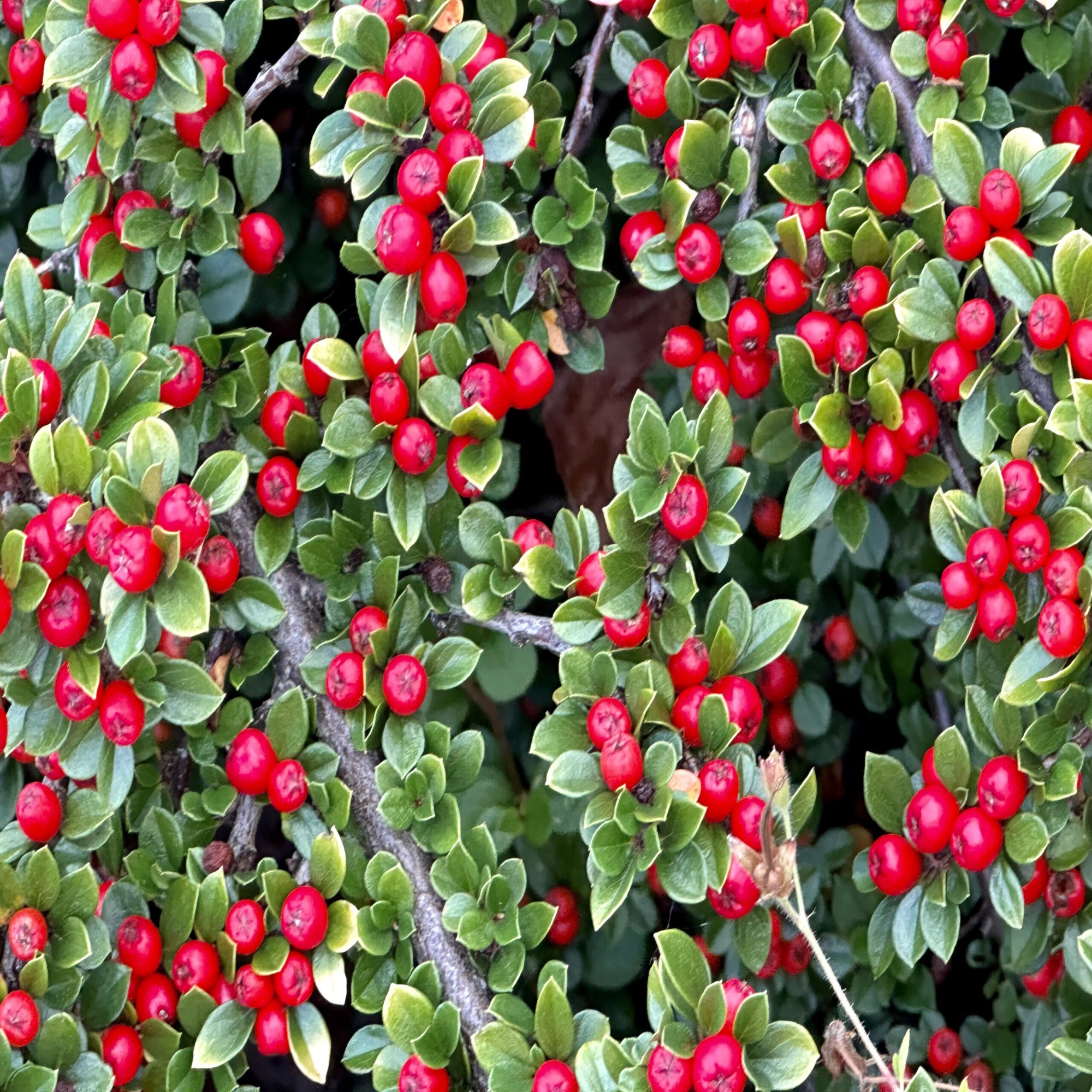 holiday flowers