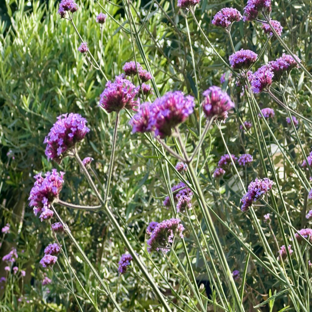 Bayer Cemetery Brokers blog Avoid cemetery plot scams grave photo 4 Bayer Cemetery Brokers blog Avoid cemetery plot scams grave photo 4