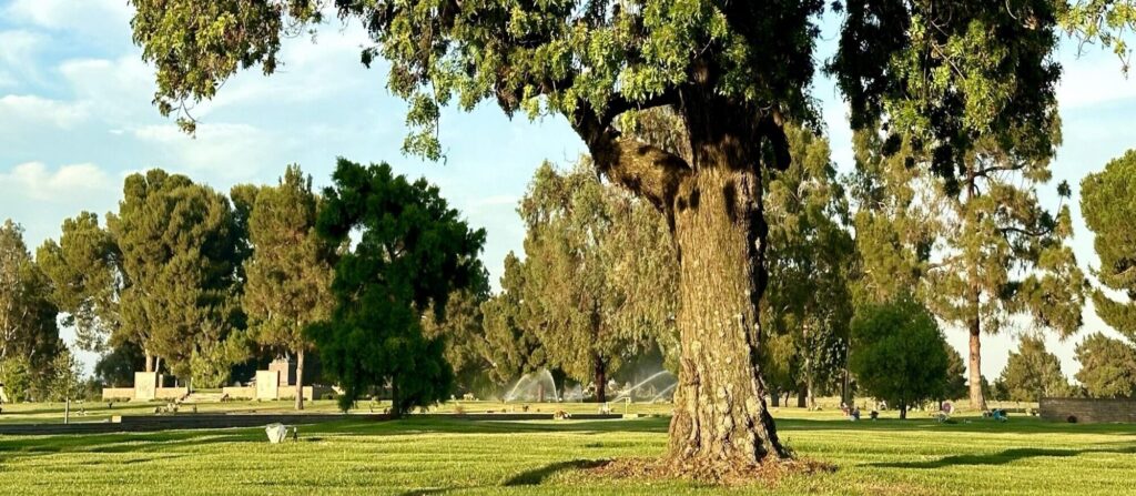 Garden of Protection, Forest Lawn Cypress