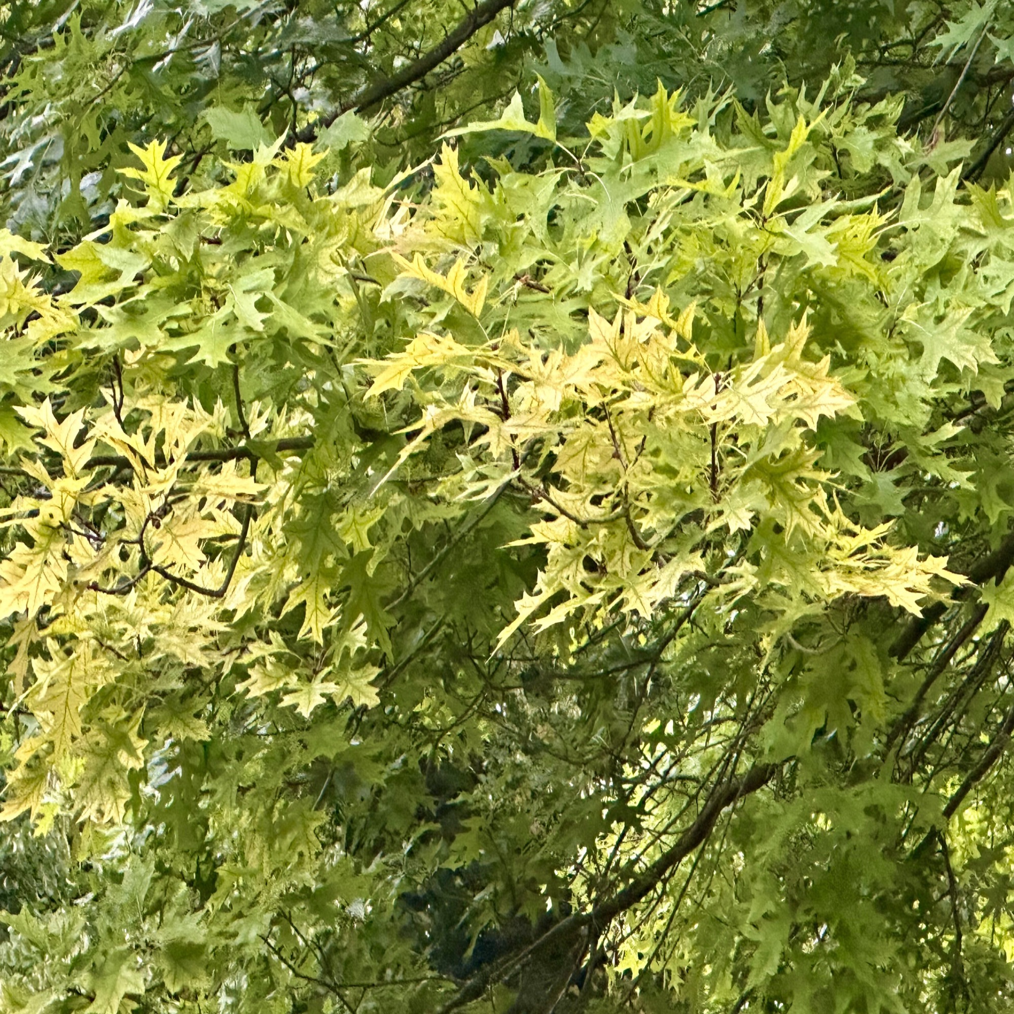 Two grave spaces in Cedar