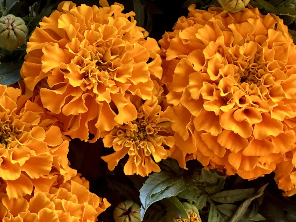 orange marigold