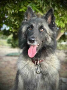 Bayer Cemetery Brokers Chief Security Officer Leo