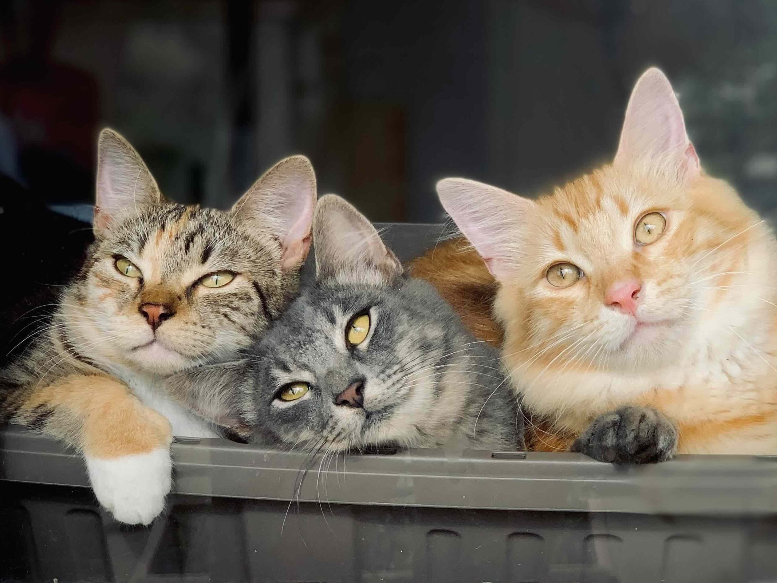 Bayer Cemetery Brokers Good Vibes Generation Team